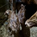 쌍둥이축산 이미지