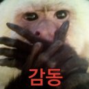 문캣네일 네이버블로그