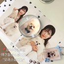 지에스25 울산행운점 | 울산강아지프로필 반려동물사진 잘찍는 오콰스튜디오 펫프로필 만족후기