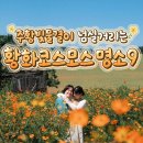 황화코스모스 명소 9 이미지