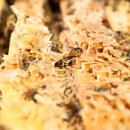 꿀벌약국 이미지