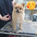 멍멍나래 애견미용 이미지