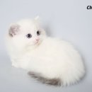 셀커크랜드 이미지