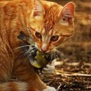 나나비펫 이미지