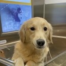 슈슈댕 구래점 이미지