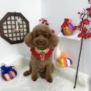 샤멍샤멍 이미지