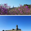 제826회차 4/24 대구 비슬산(1083 m) 산행예약 신청 이미지