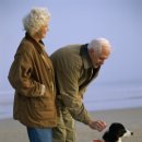 강아지산책 이미지