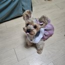 아롱`s 펫디저트 이미지