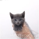 이루네 애완미용샵 | 나주 애완펫샵 러시안블루 분양 허전한 일상 속, 귀여운 존재 하나