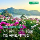 입석리 농로 15 | 5월 작약 명소- 임실 옥정호 붕어섬 작약 꽃밭 개화현황