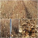 금영농장 이미지