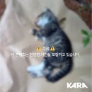 수원 인계동) 아기길냥이 두마리 머리 깨트려 죽인 사건 엄중 수사 및 처벌 관련 탄원 서명 부탁드립니다 (범인 안잡힘) 이미지