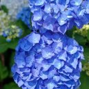 고은관광농원 휴양콘도미니엄 이미지