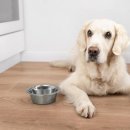 우리집강아지 이미지