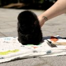 행복한강아지 | 연수구강아지분양 행복한 만남 성사 후기