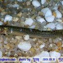 어류도감 이미지