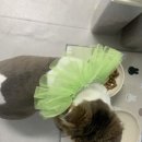 언제나고양이 | 고양이 무마취미용 언제나고양이 2번째 미용 솔직후기