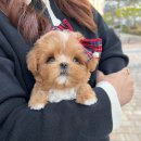 토이켄넬(Toy kennel) | 초미니말티푸분양 말티푸견사 귀여운 친구들이 모여있는 곳!