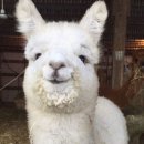 스노우볼씨앤씨