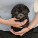 부산강아지분양 미유펫 | 부산강아지분양 미유펫 깔끔펫샵