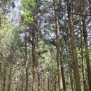 우진제비오름 웃밤오름 - 20250508 이미지