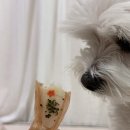 누리댕댕 이미지