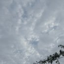 하늘멍가 이미지