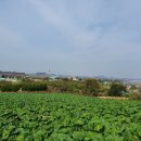 신안늘푸른농원