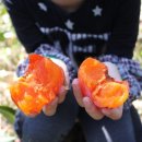 배씨농장 이미지