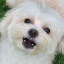 애견 미용실(도그하우스) 이미지