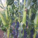 가은농장 이미지