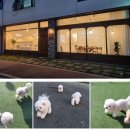 신도시켄넬 이미지