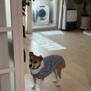 콩이랑 초이랑 | 유기견 임보일기2 / 초이의 적응기