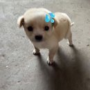 아이돌짐 | 인기 아이돌 NCT WISH 시온님과의 버블 후기