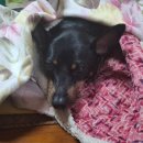 태종동물병원 이미지