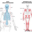 바디 컨피던스 이미지