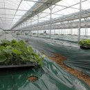 서정덕농장 이미지