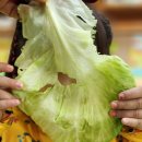 상추 비빔밥을 만들어요~~🥬🥬🥦 이미지