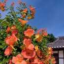 강릉 선교장, 수리골고택, 해운정, 능소화 꽃 가득