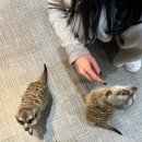 댕댕냥냥 이미지