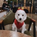 새몽