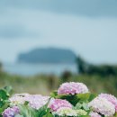 종달리수국길 이미지