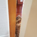 황금고양이 이미지