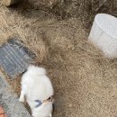 멍멍아 산책가자 이미지