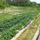 옥천농장 이미지