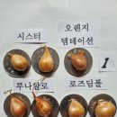 (보류)최고급종 사랑초 구근 후원 나눔 이미지