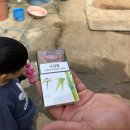 나들길 민박 | 아기와 강화도 볼음도 여행 /상합잡기 조개잡기체험/나들길민박/선수선착장