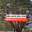 반송 | 무주 여행지 볼거리 무주 숨은 명소 갈만한곳 삼공리 반송