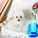 오독안심분양센터 강아지분양 고양이분양 하남점 이미지